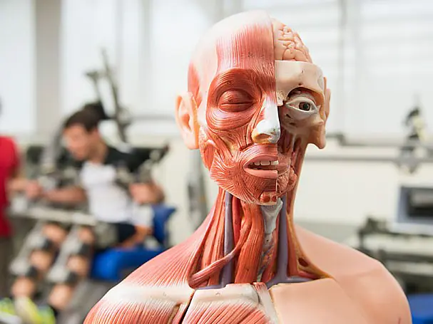 Sport, Bewegung und Gesundheit